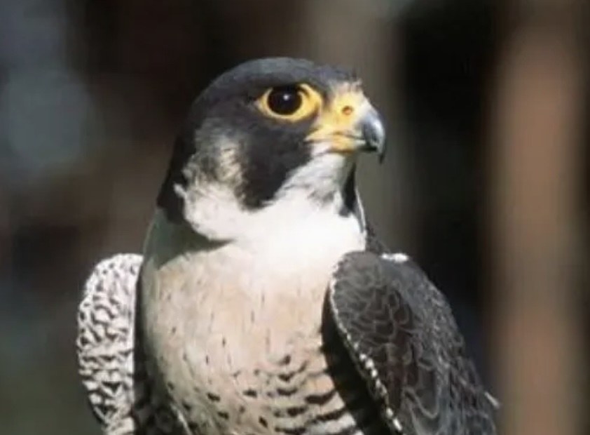 Falco pellegrino