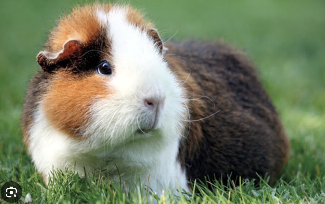 Porcellino d'India (cavia domestica)