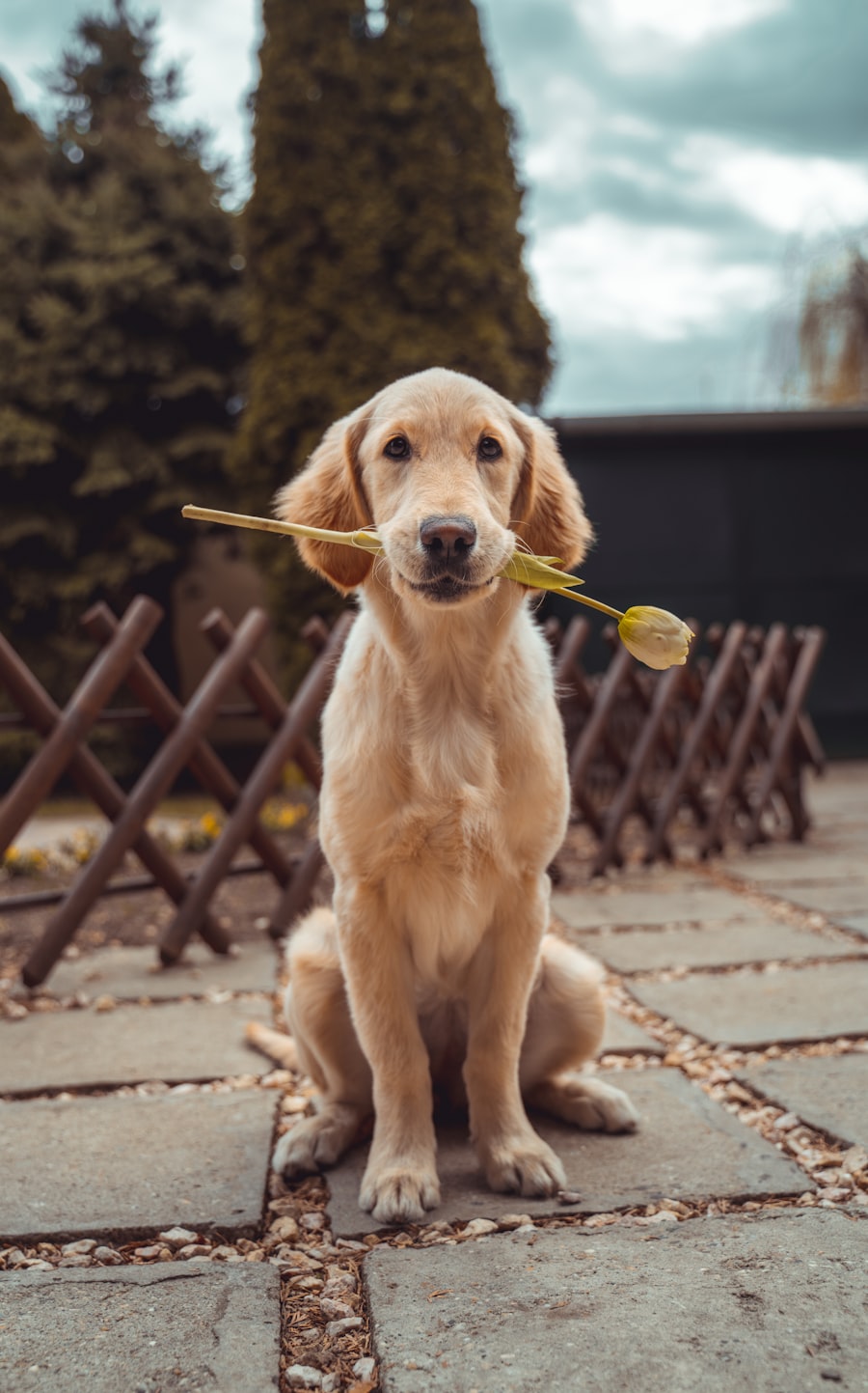 Cane