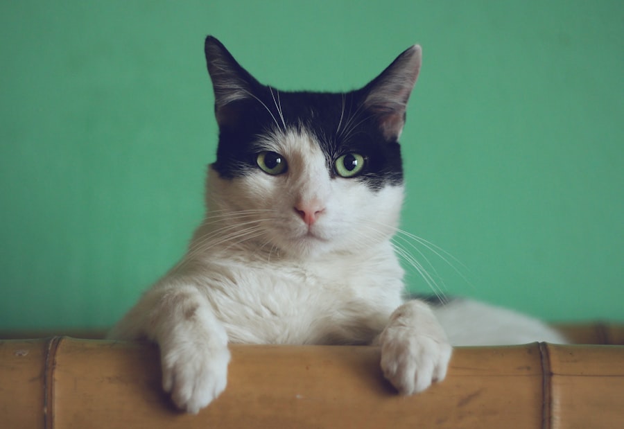 Gatto