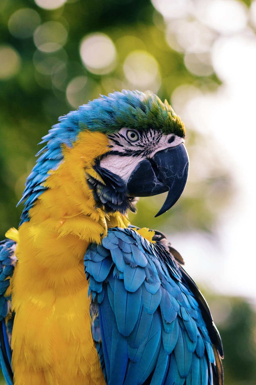 Avifauna