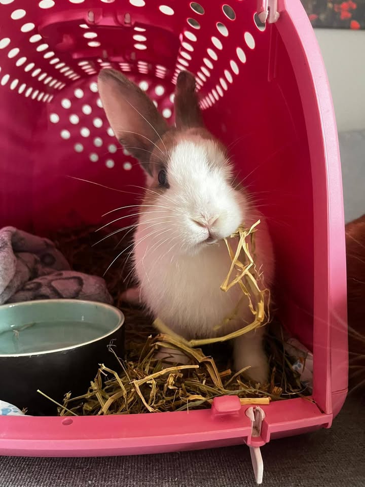 Anpana  Sezione di Siena ODV