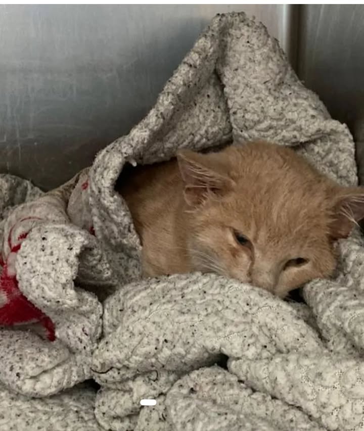 Anpana  Sezione di Siena ODV