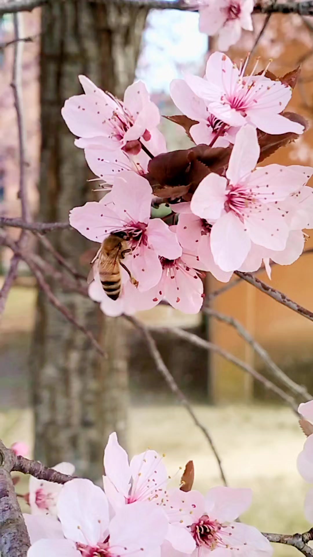 Anpana  Sezione di Siena ODV