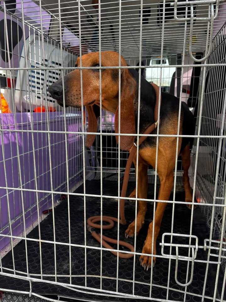 Anpana  Sezione di Siena ODV