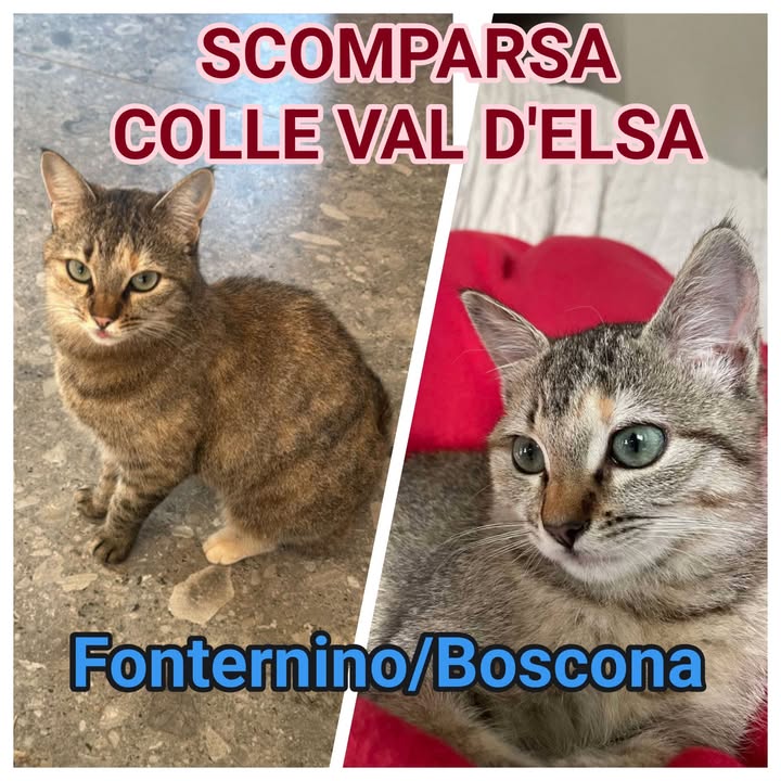 Anpana  Sezione di Siena ODV