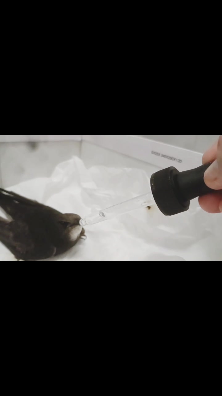 Anpana  Sezione di Siena ODV