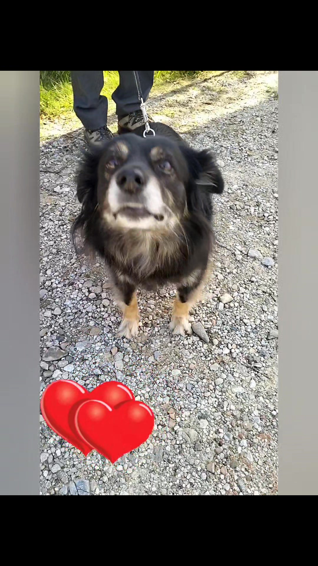 Anpana  Sezione di Siena ODV