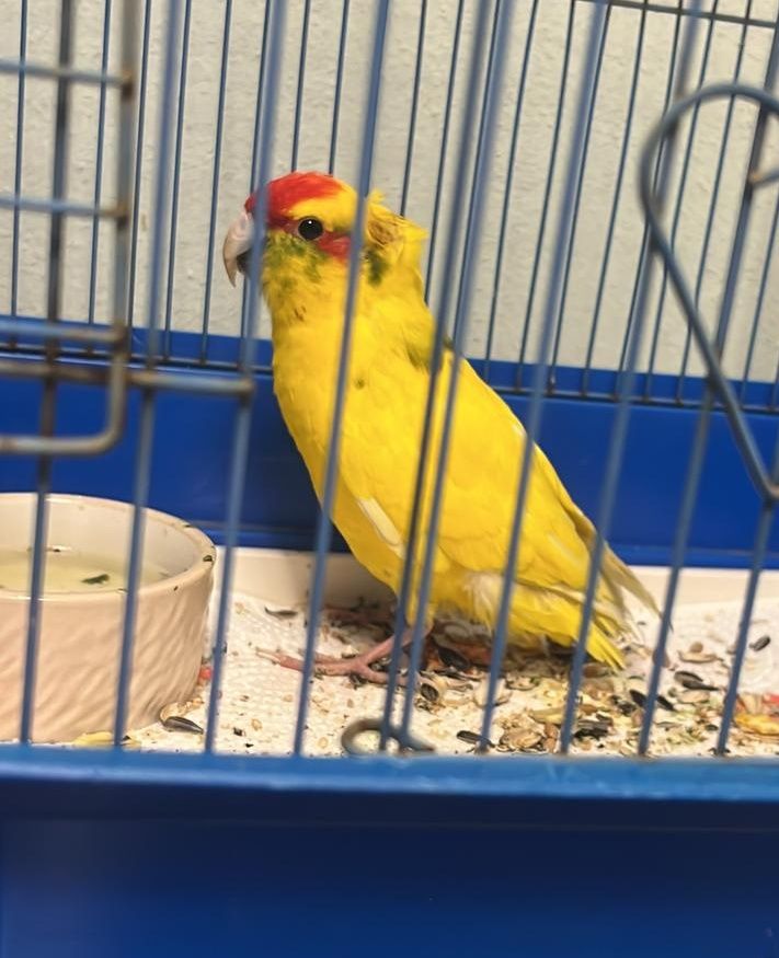 Anpana  Sezione di Siena ODV