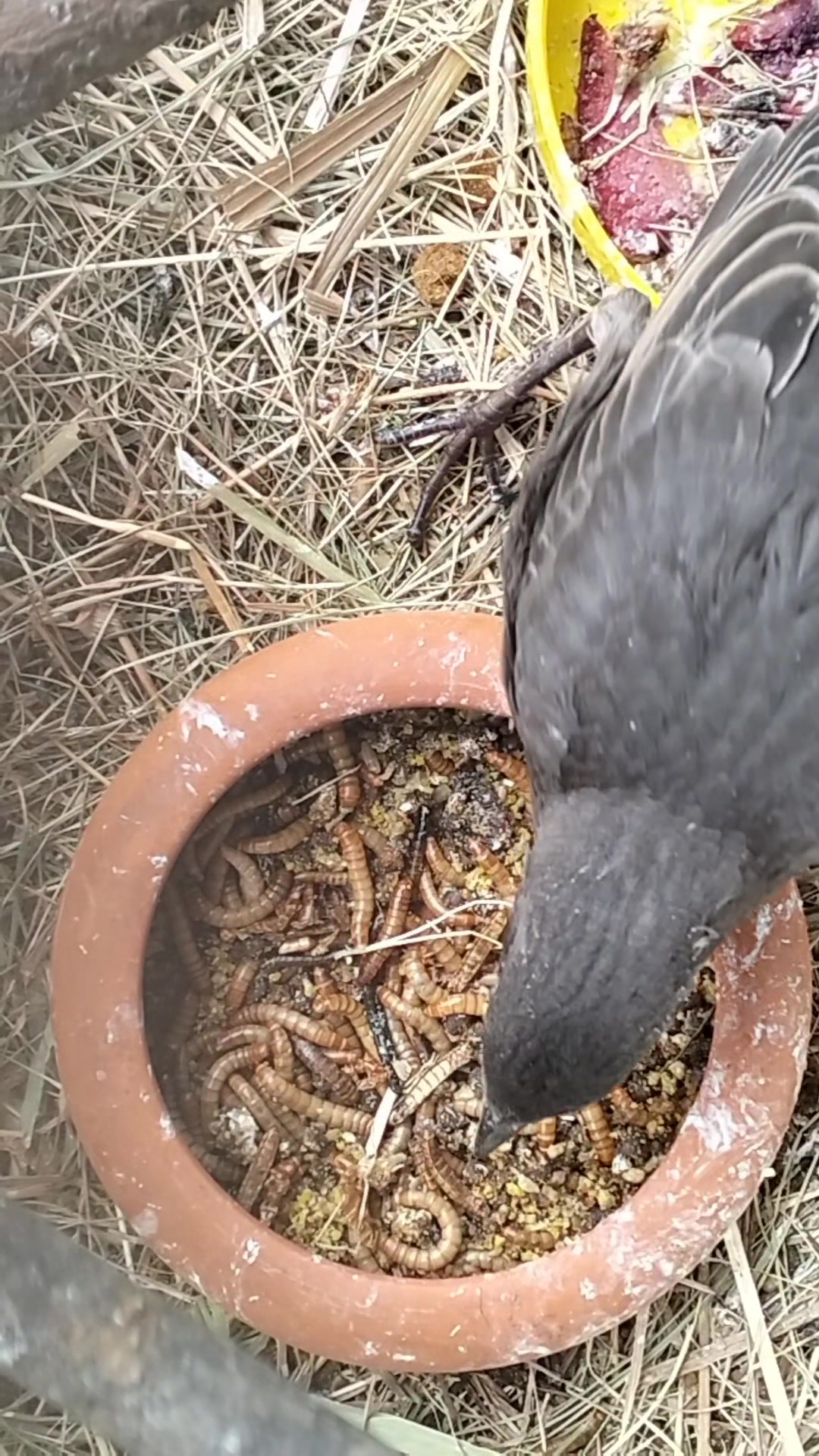 Anpana  Sezione di Siena ODV
