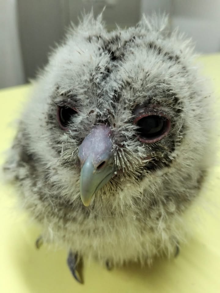 Anpana  Sezione di Siena ODV