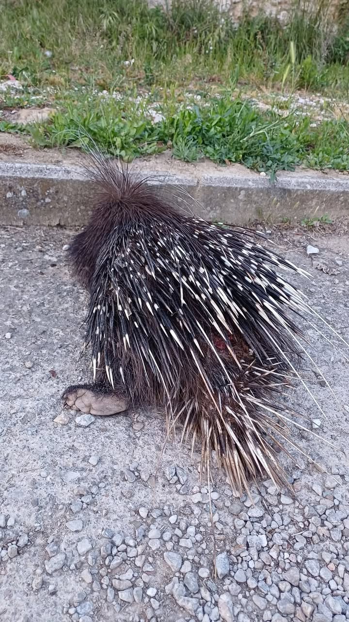 Anpana  Sezione di Siena ODV