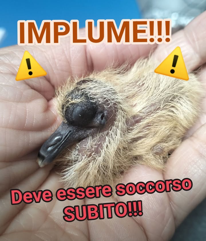 Anpana  Sezione di Siena ODV