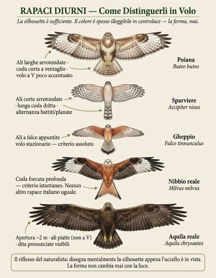 Anpana  Sezione di Siena ODV